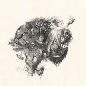 Wirehaired Pointing Griffon (Griffon Korthals)