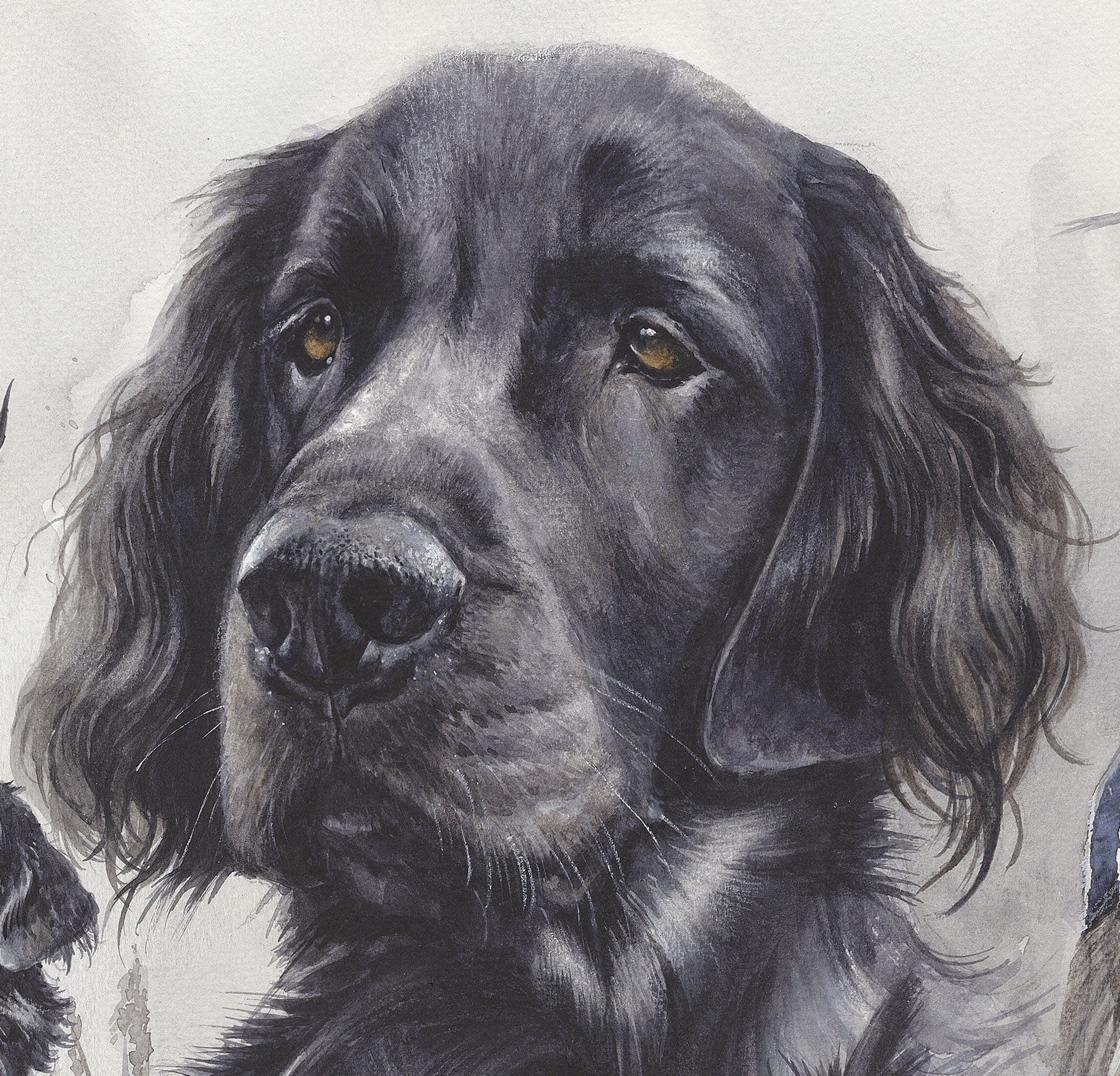 Flat Coated Retriever