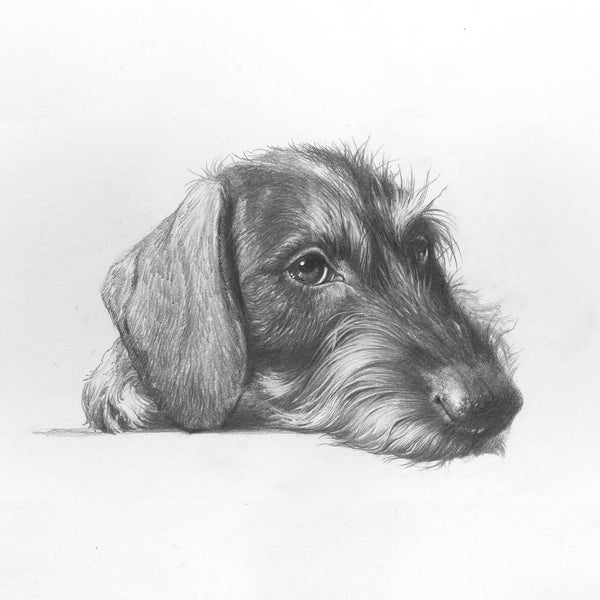 "Wirehaired Dachshund. Portrait"