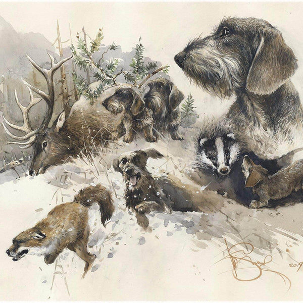 "Wirehaired Dachshund. Hunting"