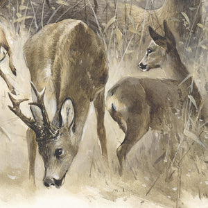 "European Roe Deer"