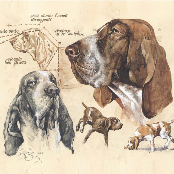 "Bracco Italiano"