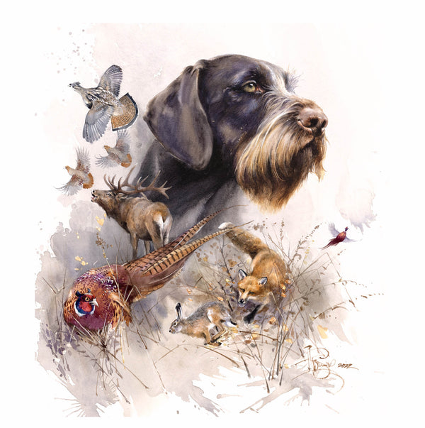 "Dreams of hunting. German Wirehaired Pointer"