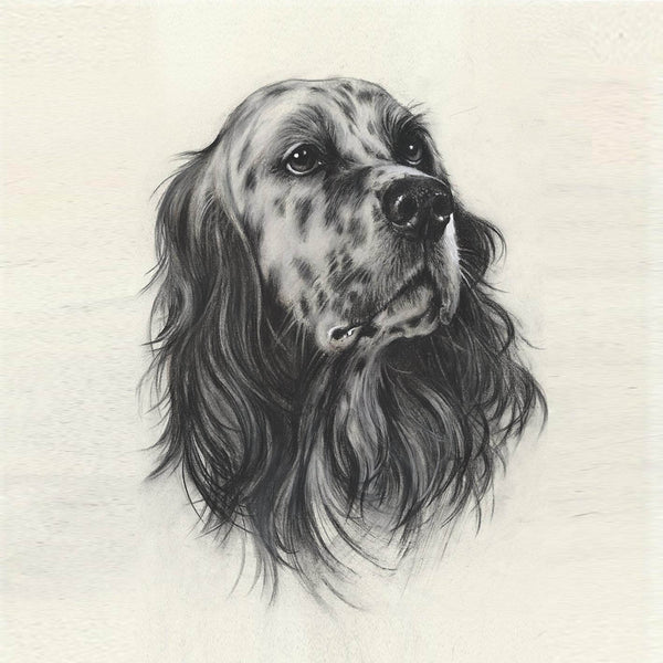 "English Setter. Portrait"