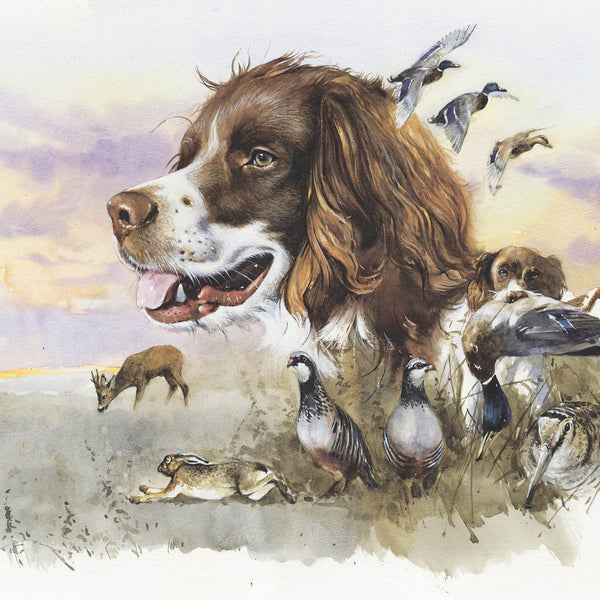 "English Springer Spaniel. Hunting"