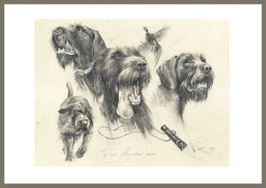 "German Wirehaired Pointer. Hunting."
