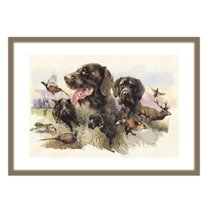 "German Wirehaired Pointer. Hunting Memories"
