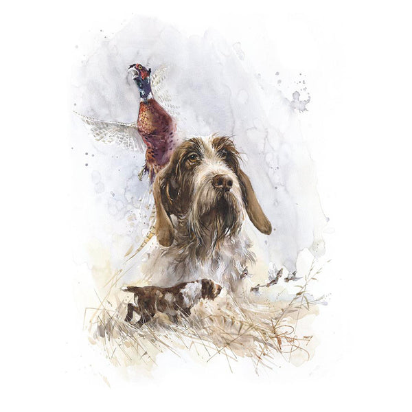 "Italiano spinone. Pheasant hunting"