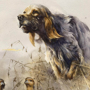 "Meeting with partridges. English Setter."