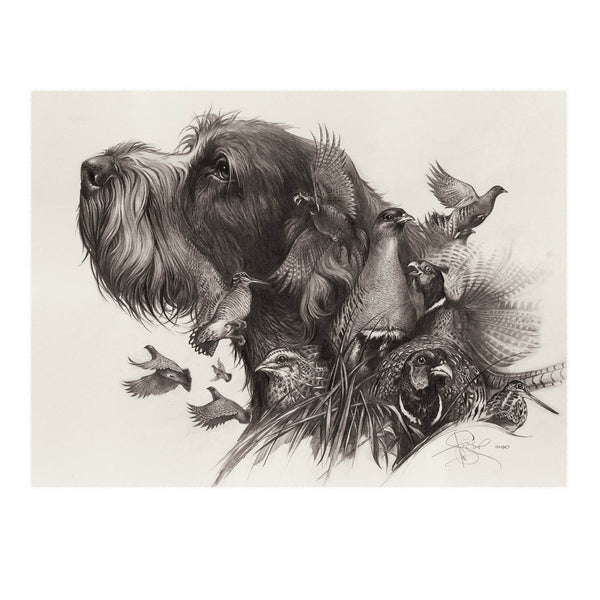 "Oh, my dreams...Spinone Italiano"