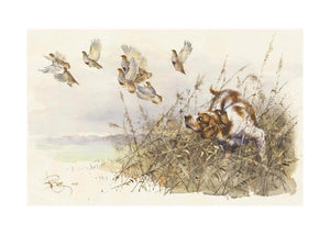 "Partridge Hunting"