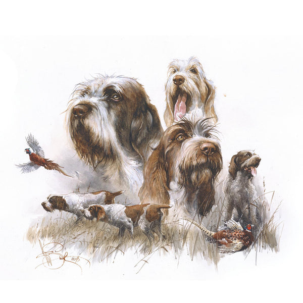 "Spinone Italiano. Love of hunting."