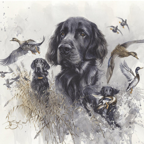 "Flatcoated Retriever. Hunting"