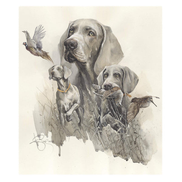 "Weimaraner Hunting"