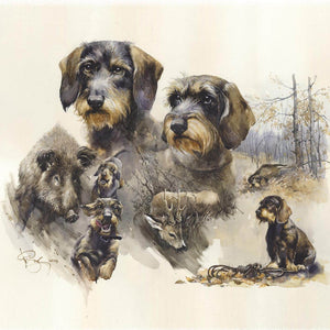 "Wirehaired Dachshund. Blood trail hunting"