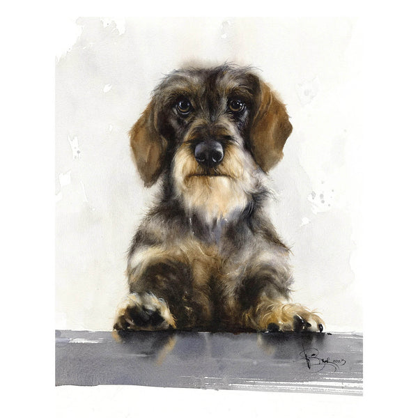 "Wirehaired Dachshund. Let's go!"