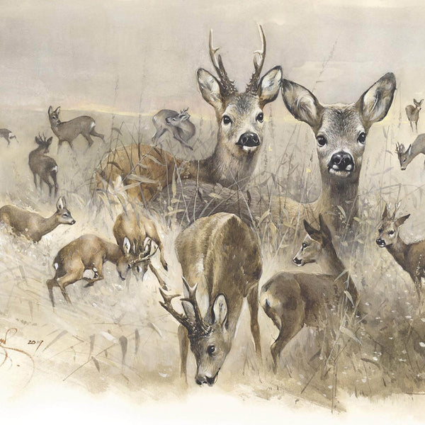 "European Roe Deer"