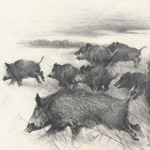"Wild Boars Hunt"