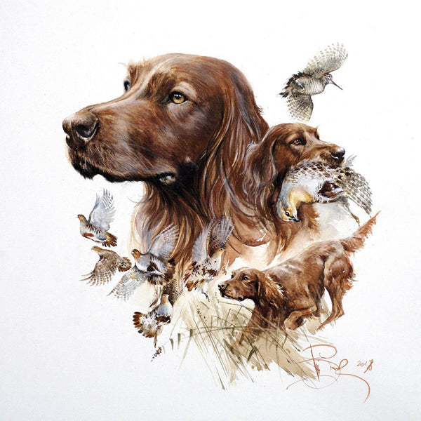 "Irish Setter"