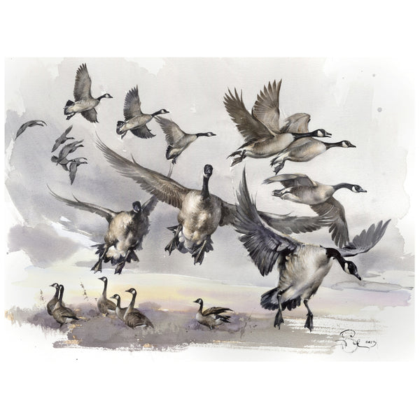 "Canada Goose"