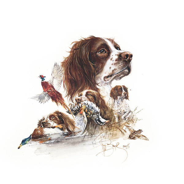 "English Springer Spaniel"