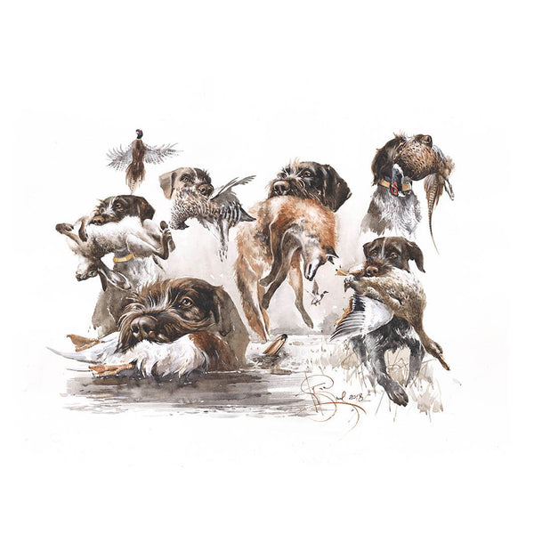 "German wirehaired pointer. Aport"