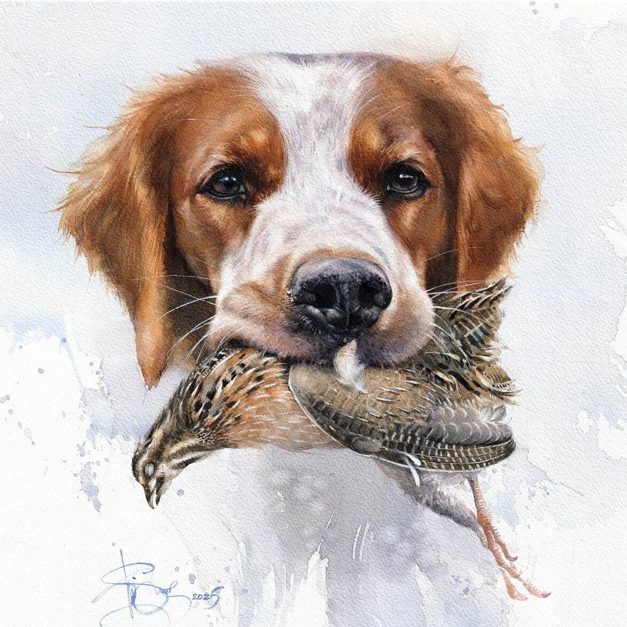 Breton French Brittany Hunting Portrait With A Quail