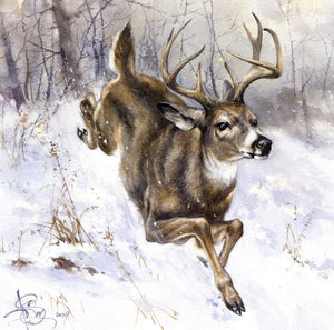 "Whitetail Deer"