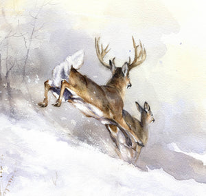 "Whitetail Deer"