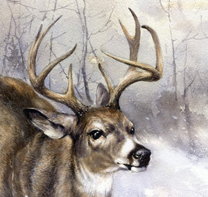 "Whitetail Deer"