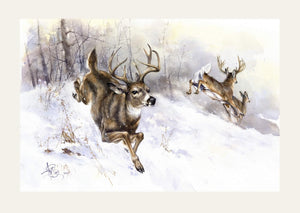 "Whitetail Deer"