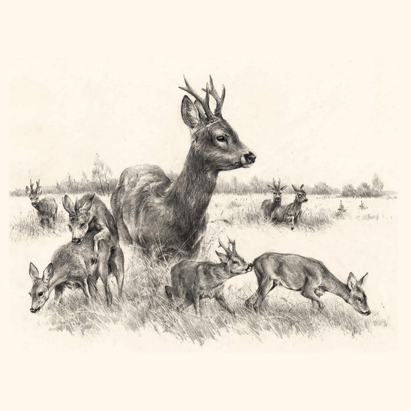 "European Roe Deer. Territory of Love"