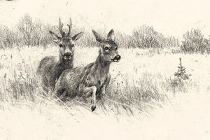 "European Roe Deer. Territory of Love"