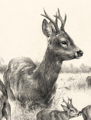 "European Roe Deer. Territory of Love"