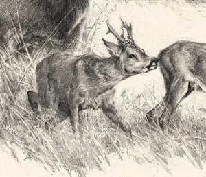 "European Roe Deer. Territory of Love"