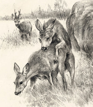 "European Roe Deer. Territory of Love"