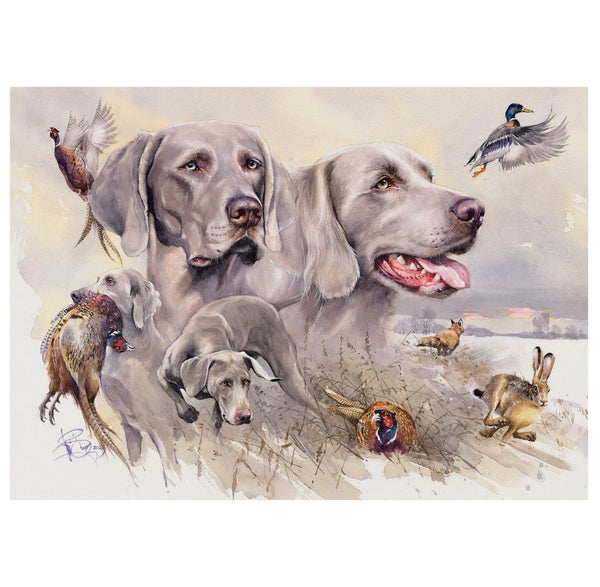 "Weimaraner. Grey Shadows of the Field"