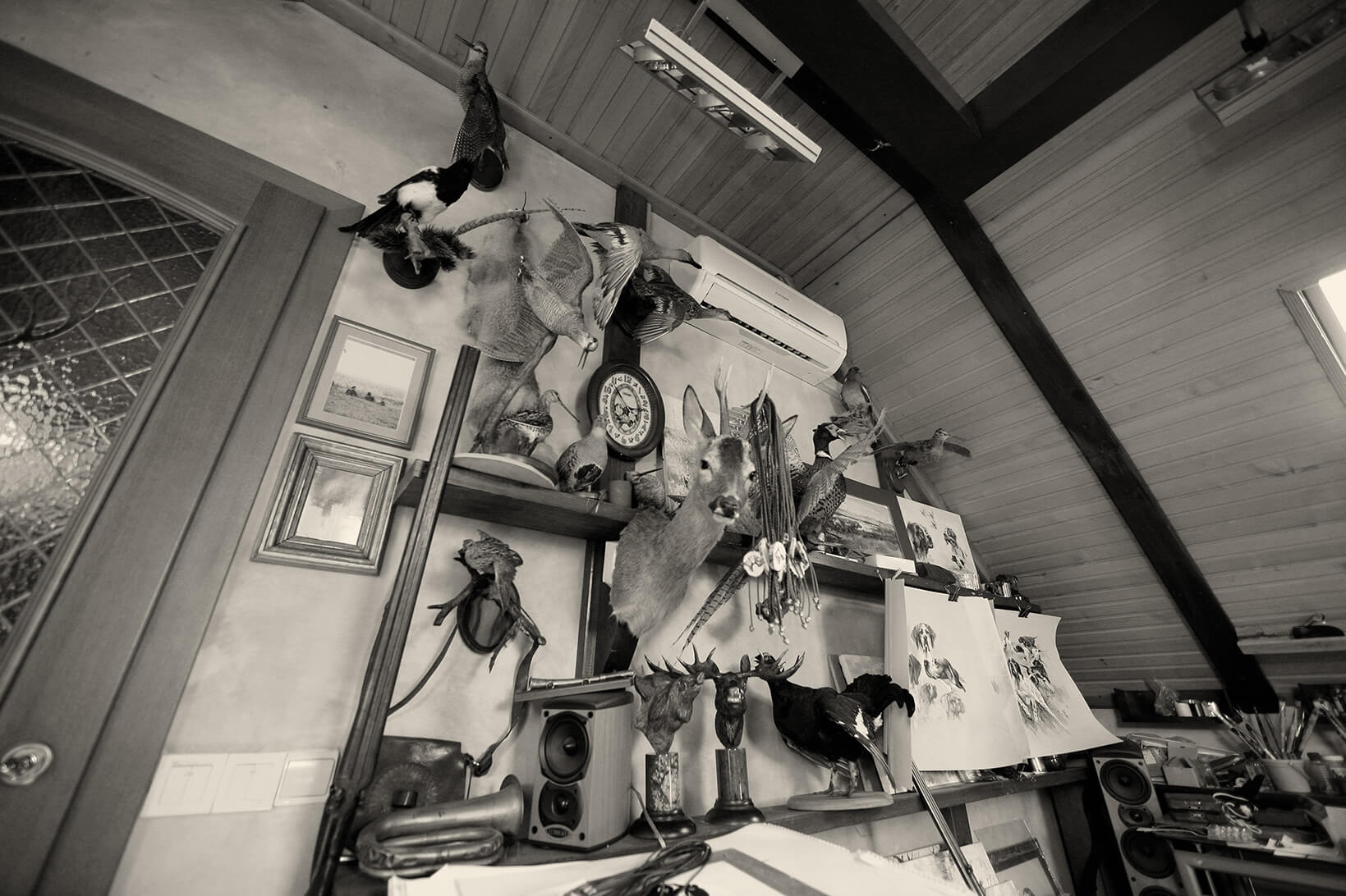 Siurha’s animal art gallery