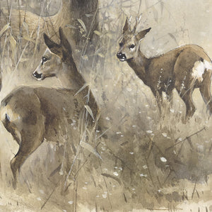 "European Roe Deer"