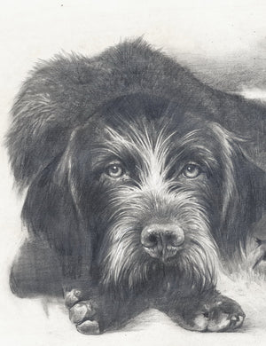 Author's print "German Wirehaired Pointer. Memories..."