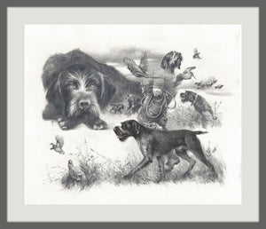 Author's print "German Wirehaired Pointer. Memories..."