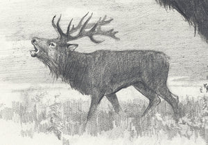Author's signed print "Red Deer"