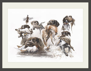 Author's print "German wirehaired pointer. Aport"