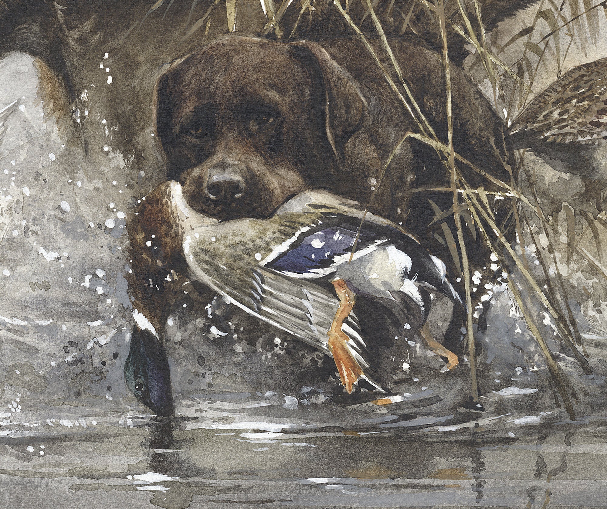 Chocolate Lab Duck Hunting Logo