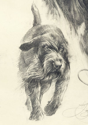 Author's print "German Wirehaired Pointer. Hunting."