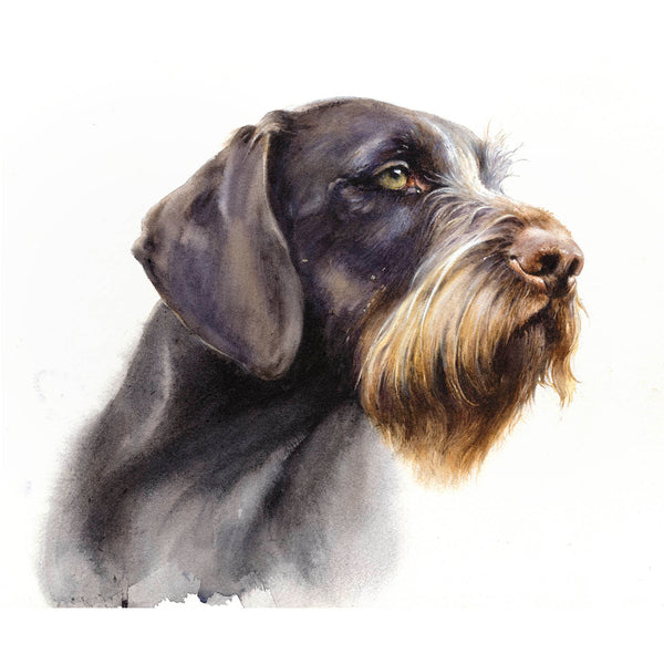 Author's print "Portrait. German Wirehaired Pointer"