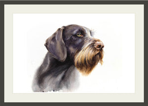 Author's print "Portrait. German Wirehaired Pointer"
