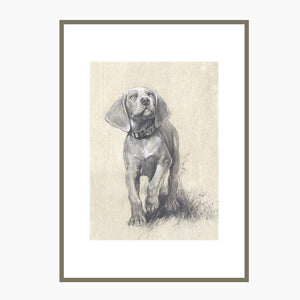 Author's print "Weimaraner Puppy"