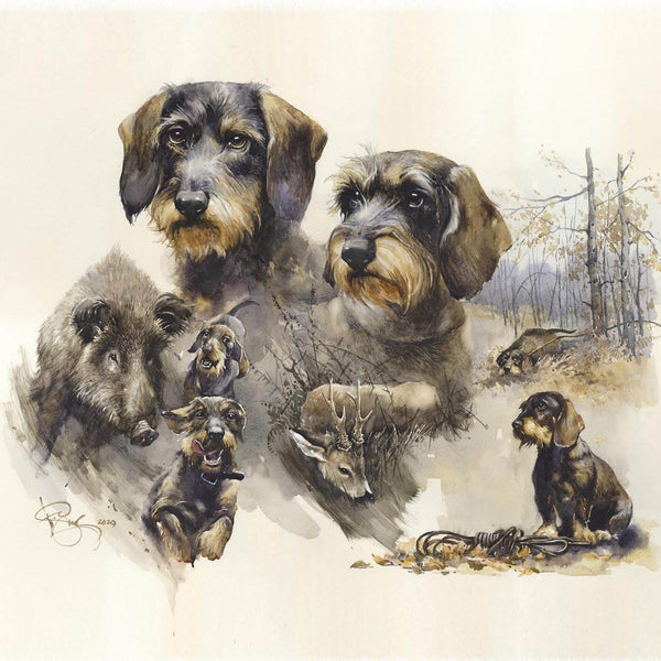 Author's signed print "Wirehaired Dachshund. Blood trail hunting"
