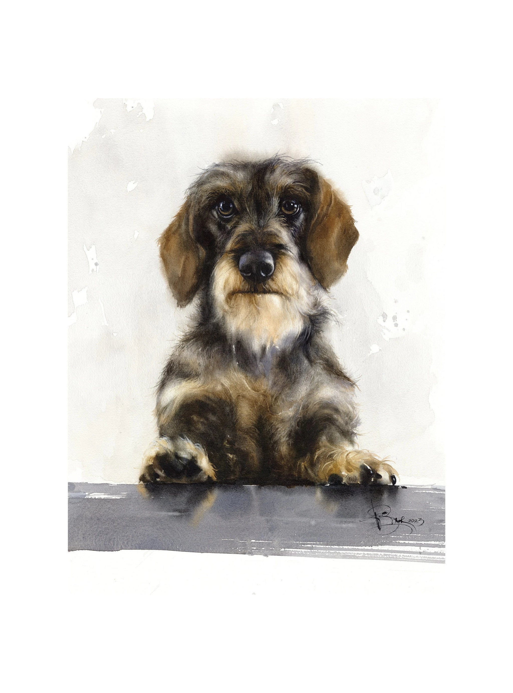 Wire sales haired dachshund